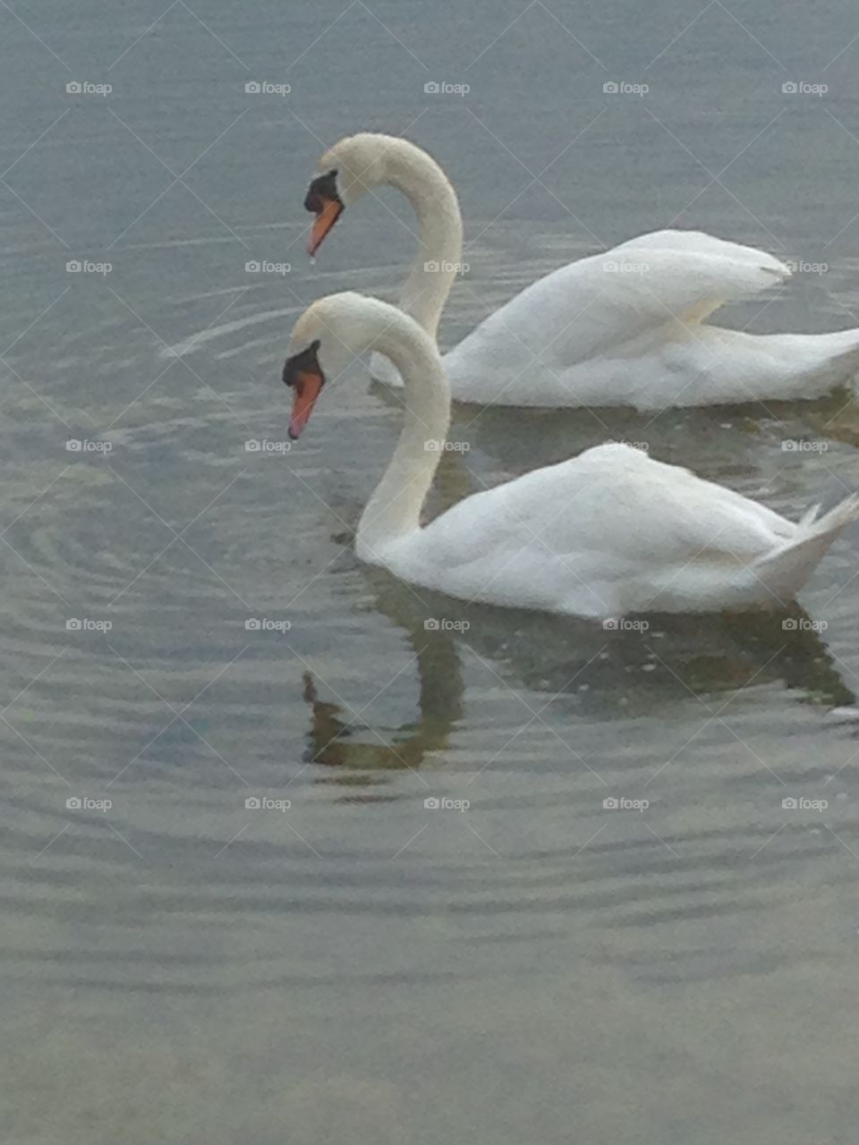  Matched pair of swans