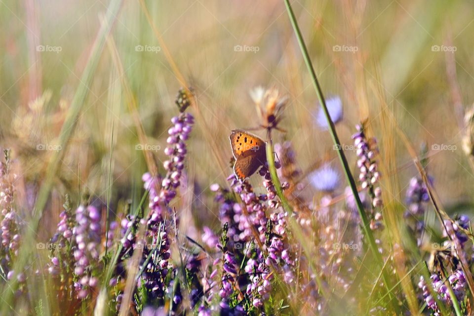 Butterfly and Heather