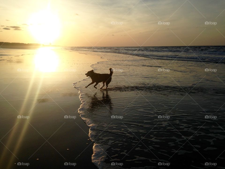 Sunrise on Sunset. I took our dog Brian to Sunset Beach, NC to watch the sunrise. He was in pure bliss running through the water!