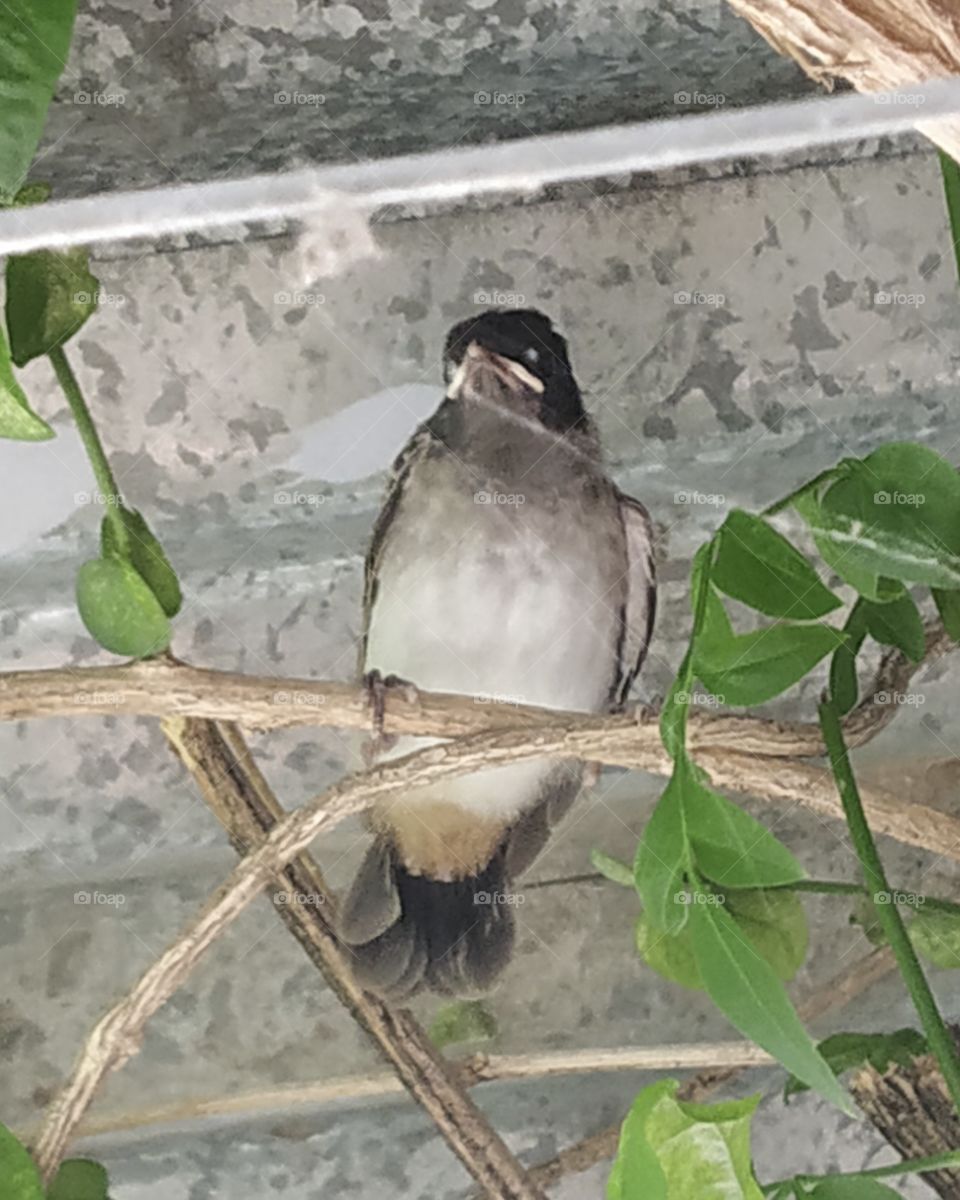 sleeping little bird