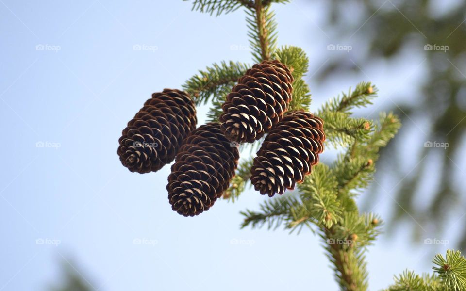 Pine Cones, but is it looks like that?
