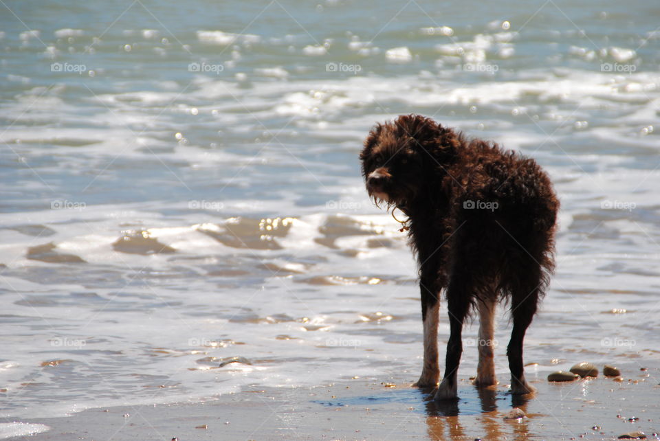 Our dog that is a mix of spaniel and breton. He is adopted and here he is enjoying a day at the beach
