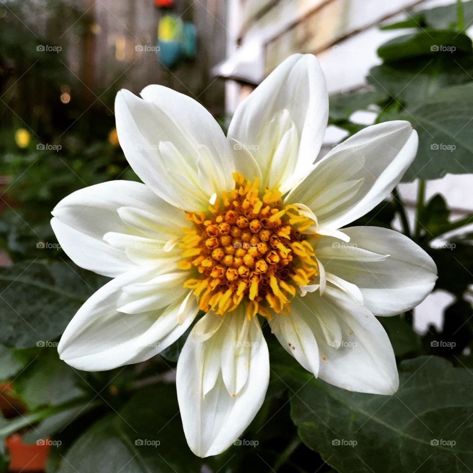 White Dahlia 