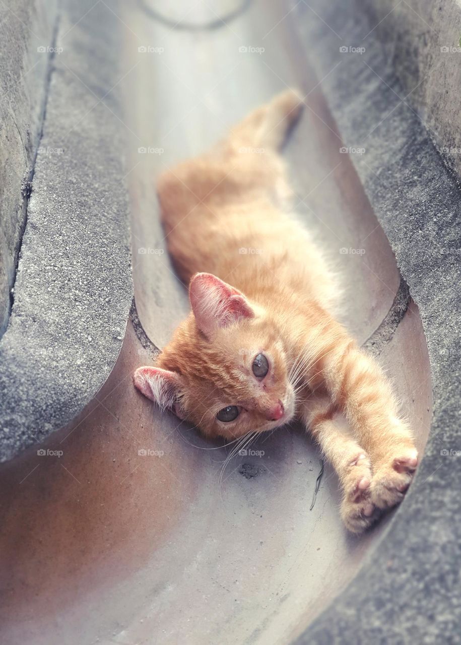 Kitten Stretching