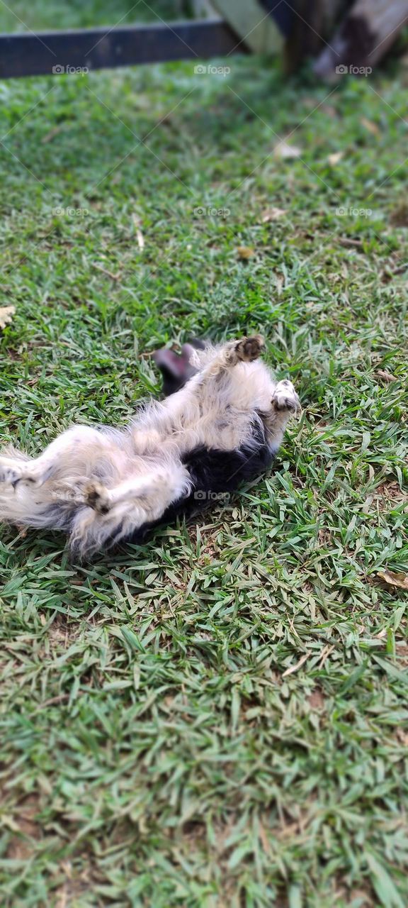 puppy rolling on the floor