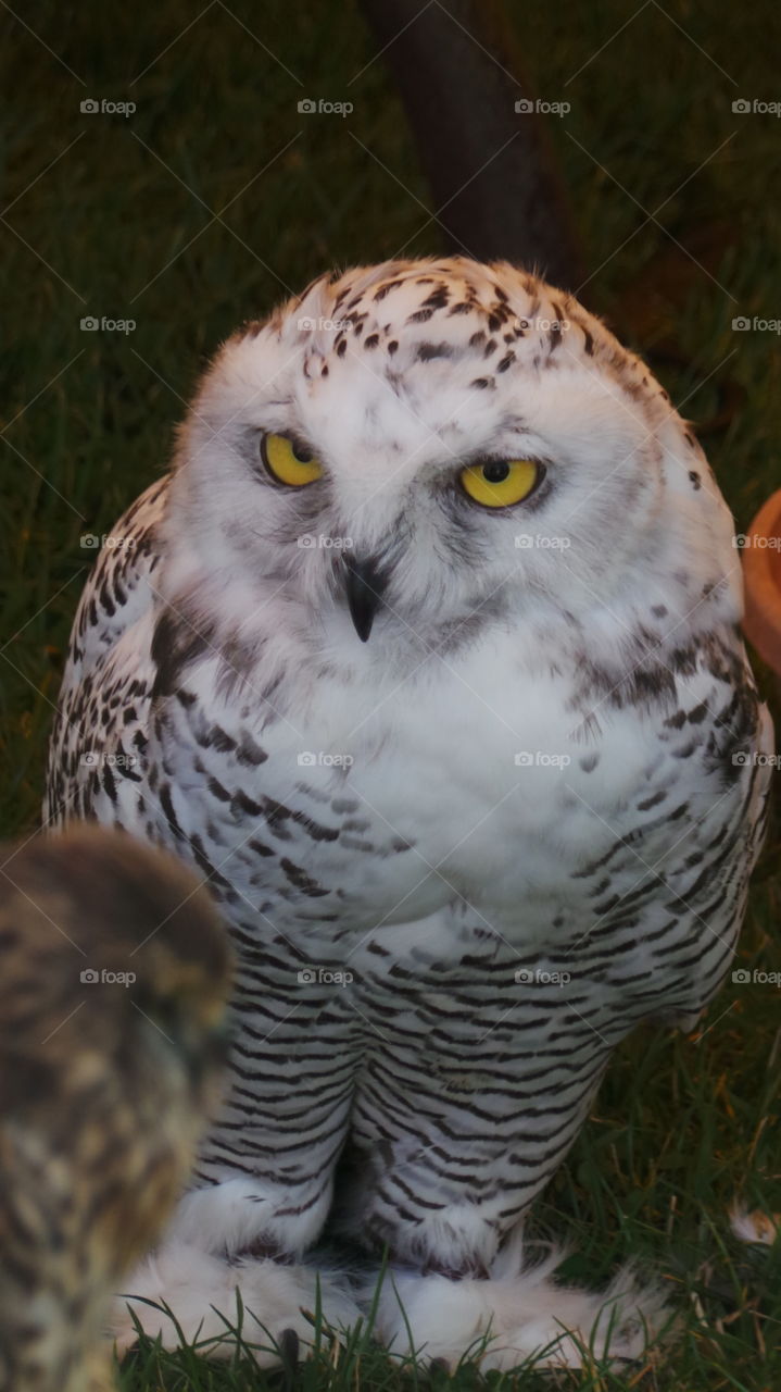 snowy owl