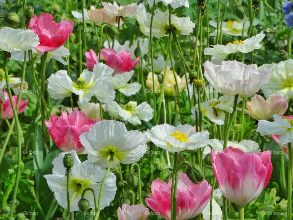 Spring Flower Garden