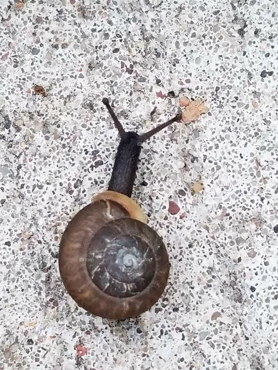 snail