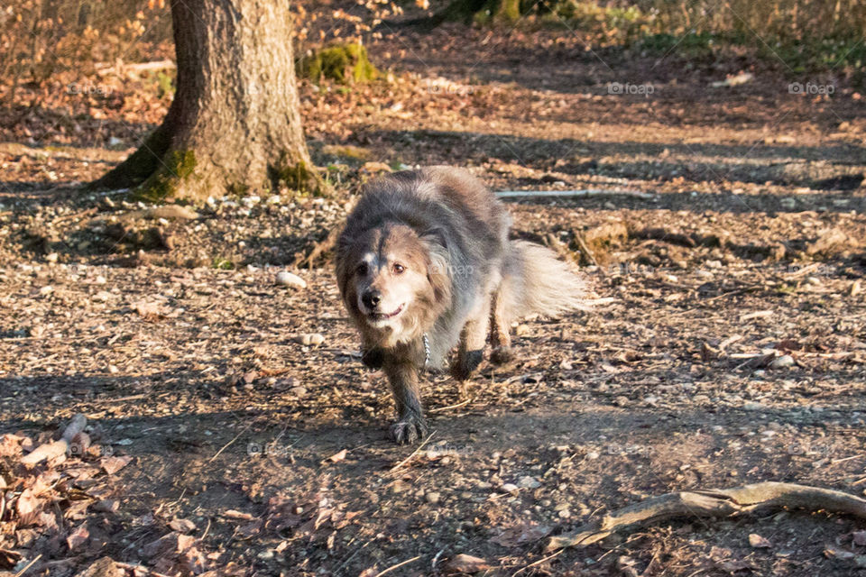 Running dog