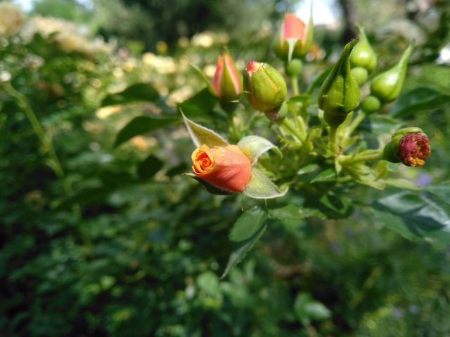 Orange head rose