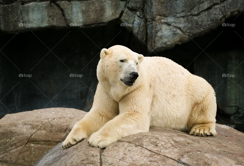 Polar bear sitting on rock