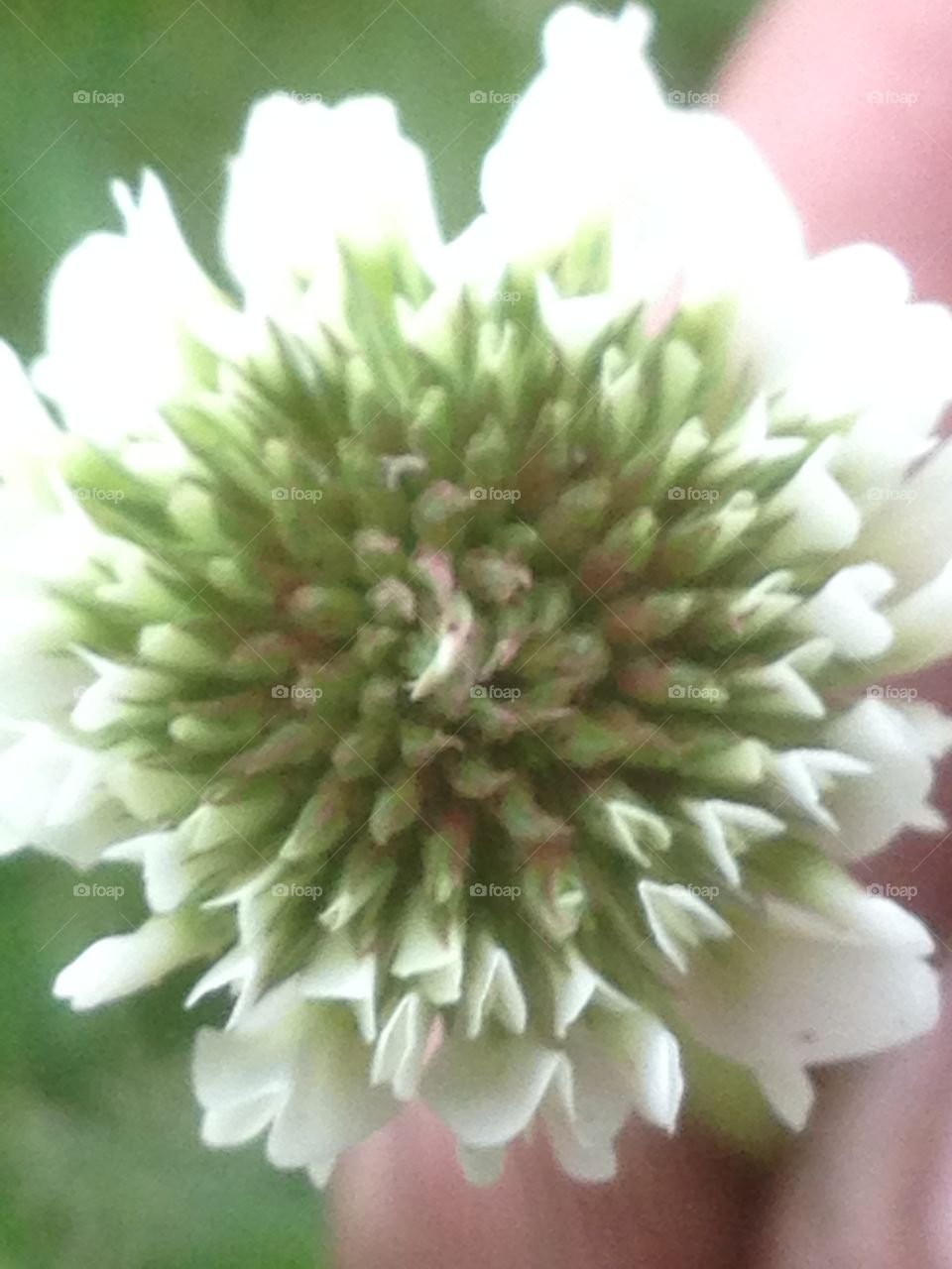 Clover close up