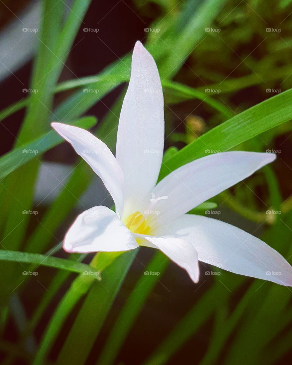 beautiful rain lilly