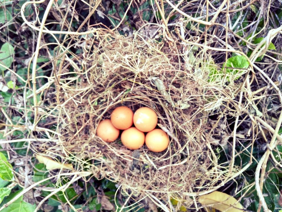 Nest