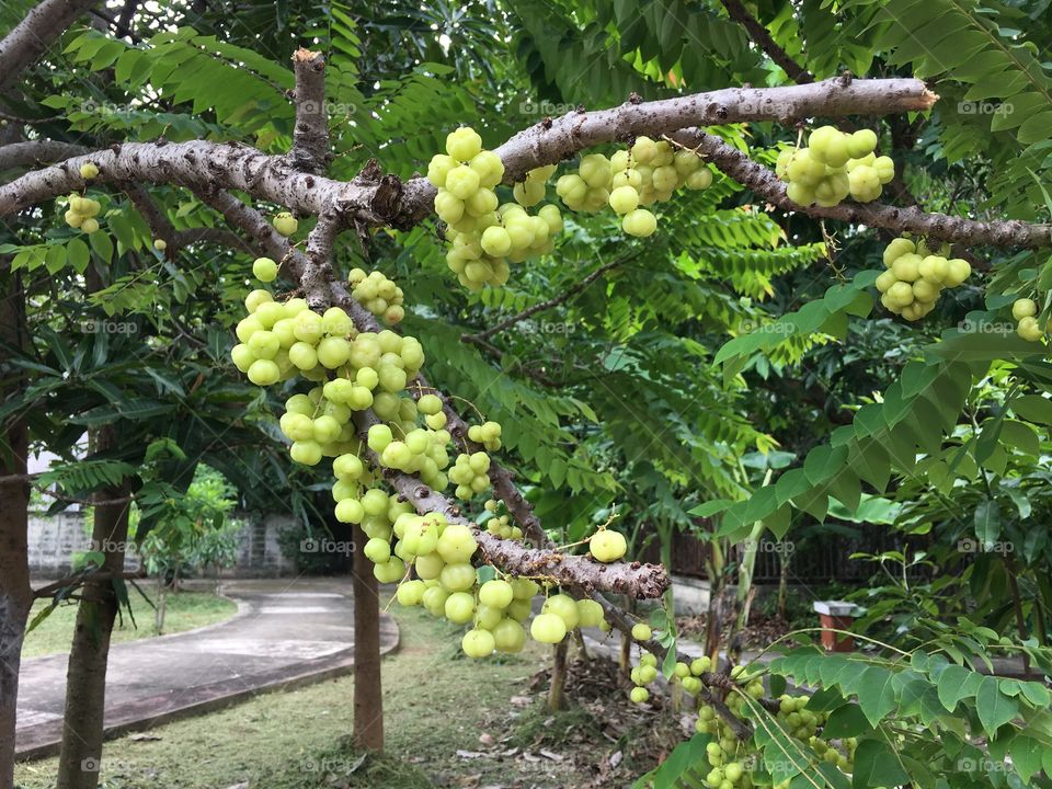 Fruit 