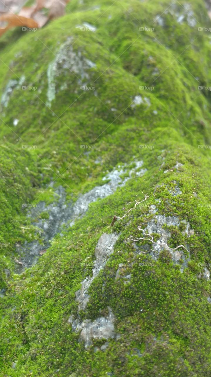 Nature, Landscape, Outdoors, No Person, Leaf