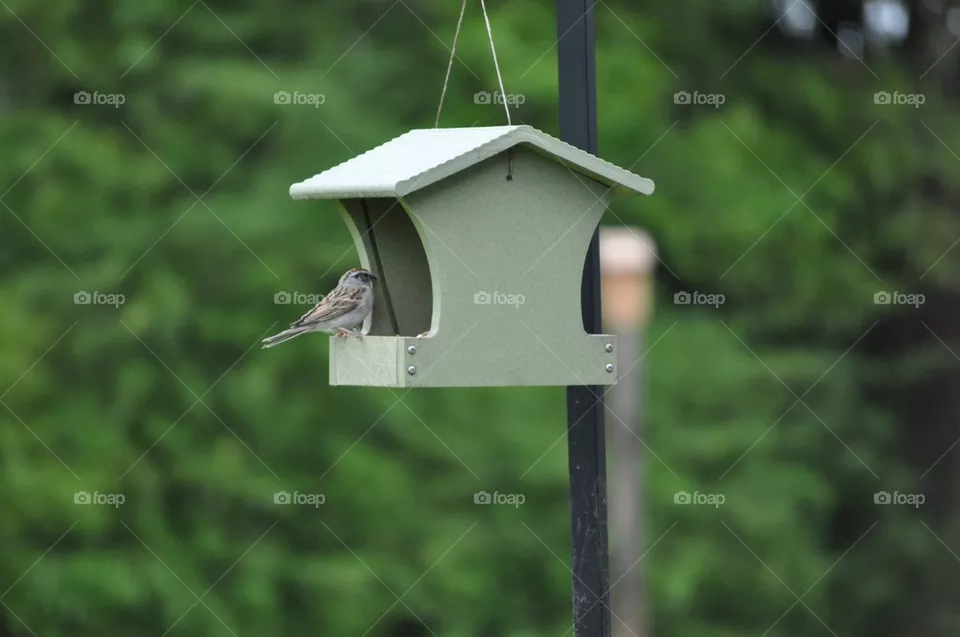 Sparrow