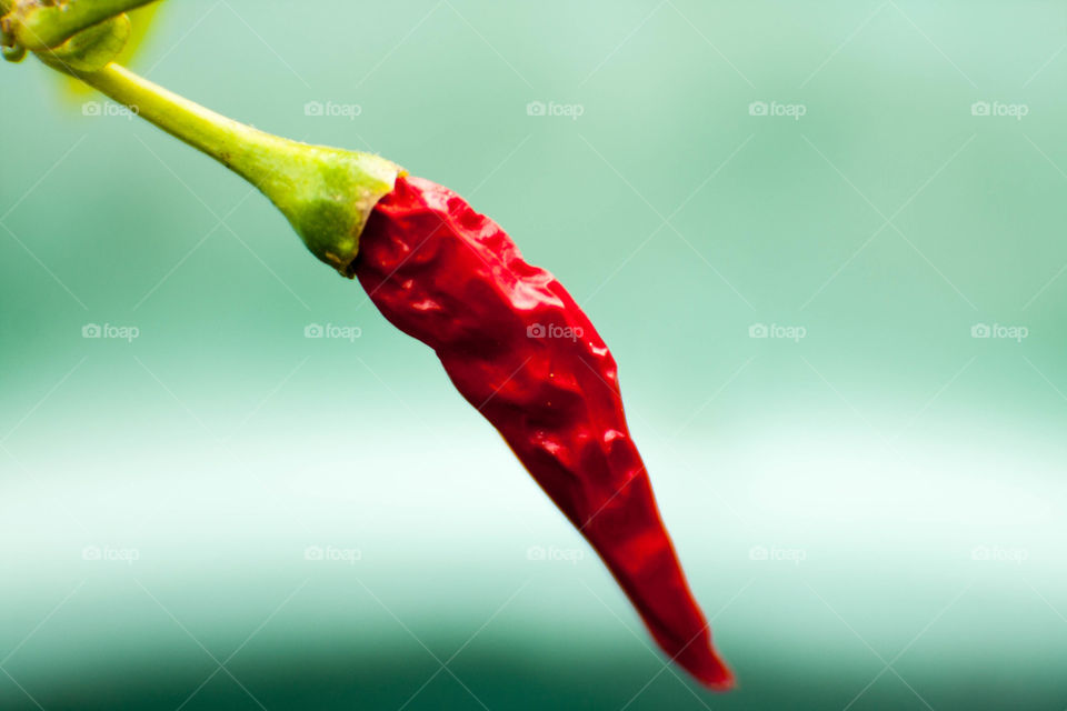 Chinese dragon Cayanne. Vine ripened.