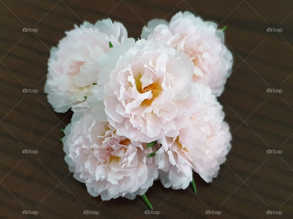 my beautiful Portulaca grandiflora