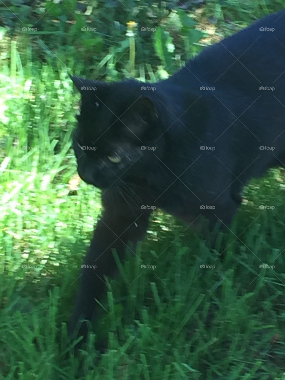 Black cat green grass