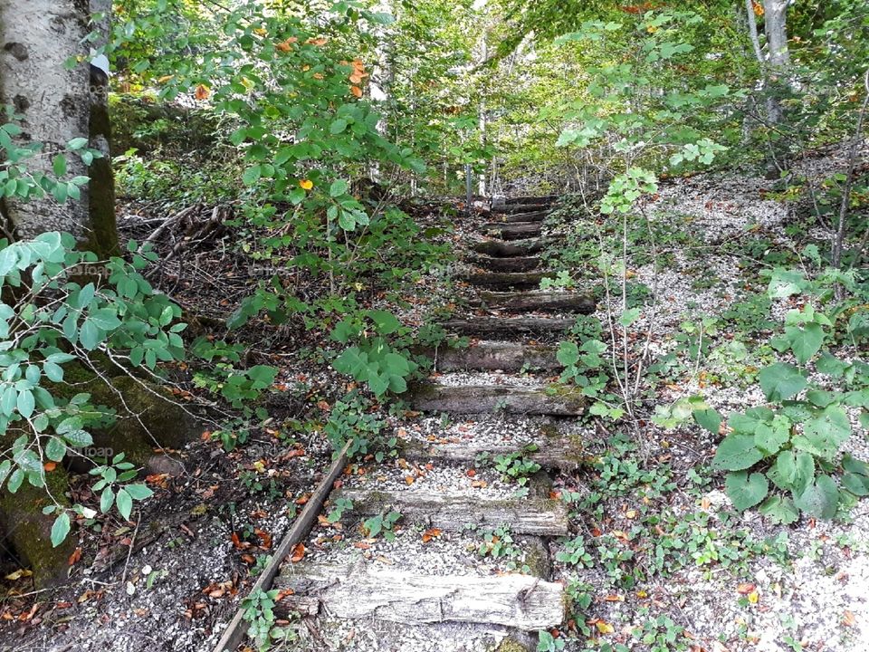 A path towards the middle of nature