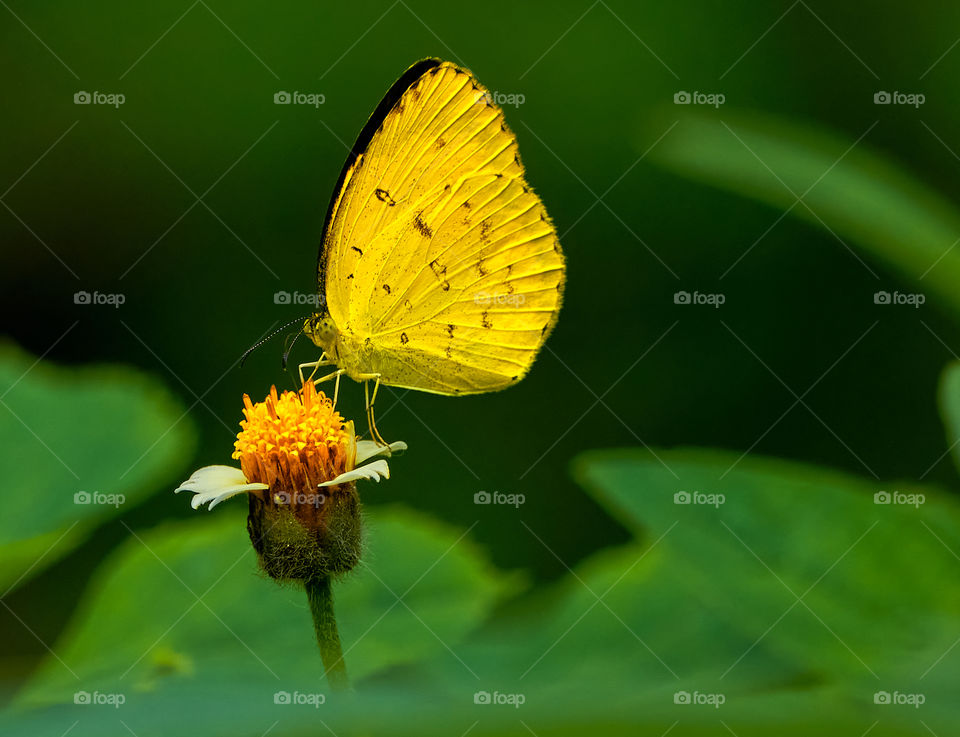 Butterfly  closeup  - daisy flower