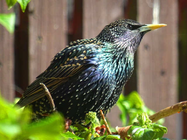 Starling iridescent