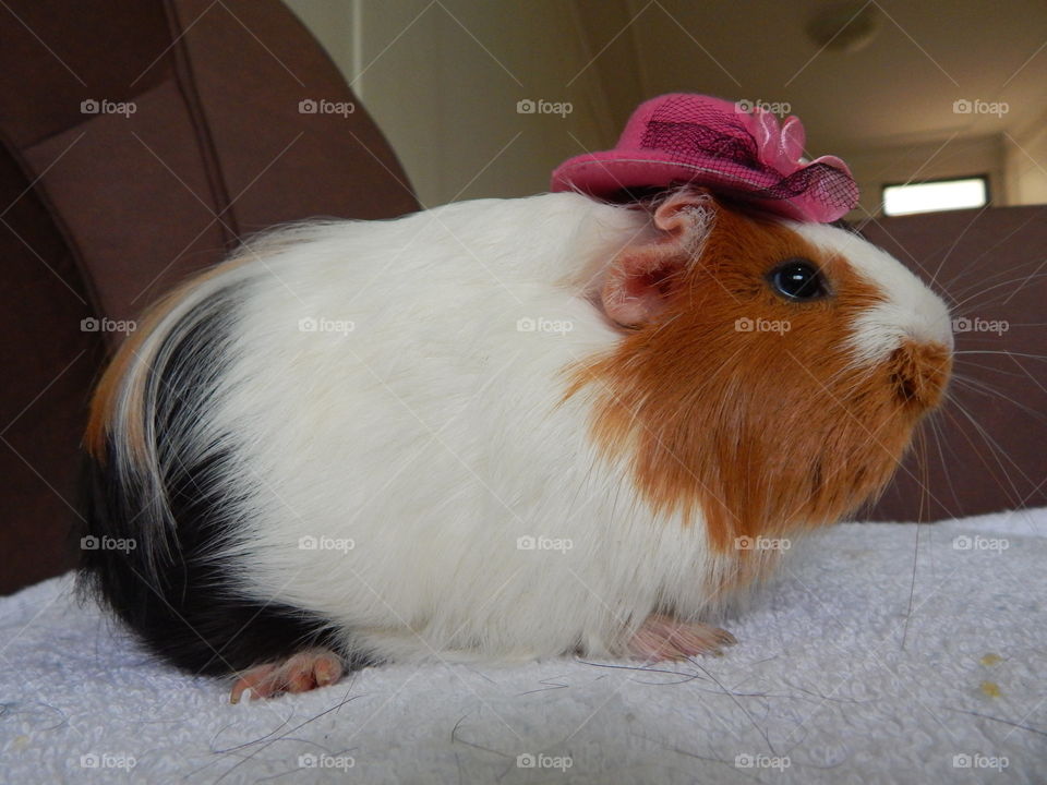 Guinea Pig Style