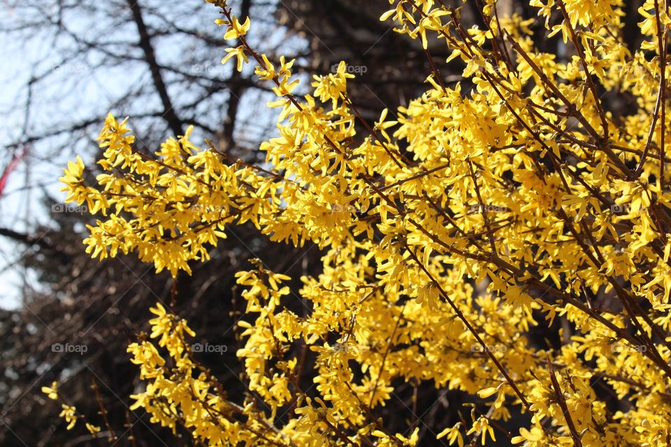 Yellow spring flowers