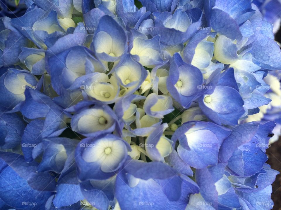 Hydrangea 