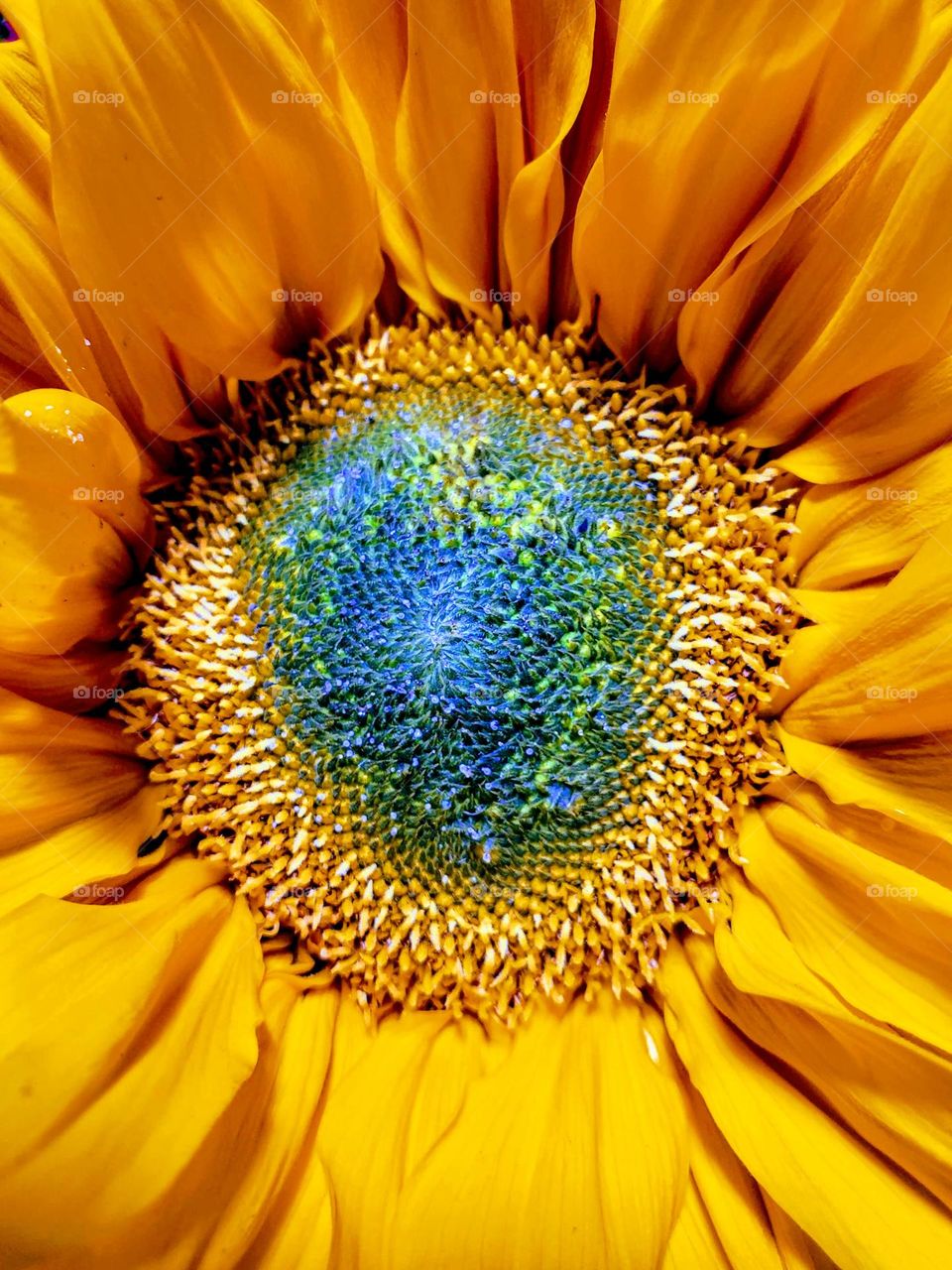 Nature amazes with its intricate splendor as demonstrated by this beautiful flower