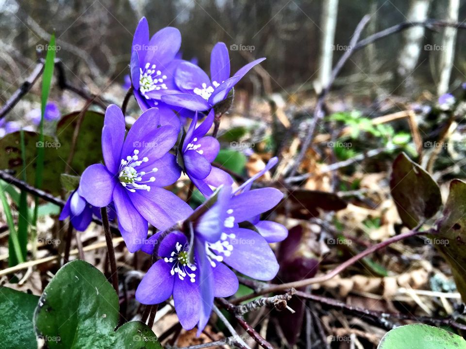 Spring flowers