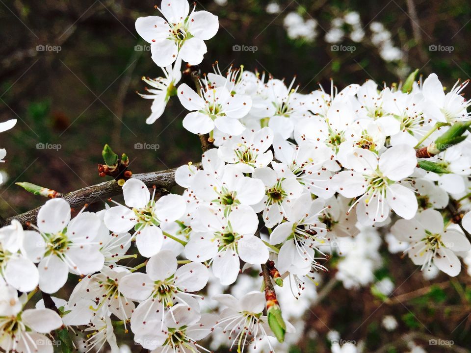 White flowers blooming in spring