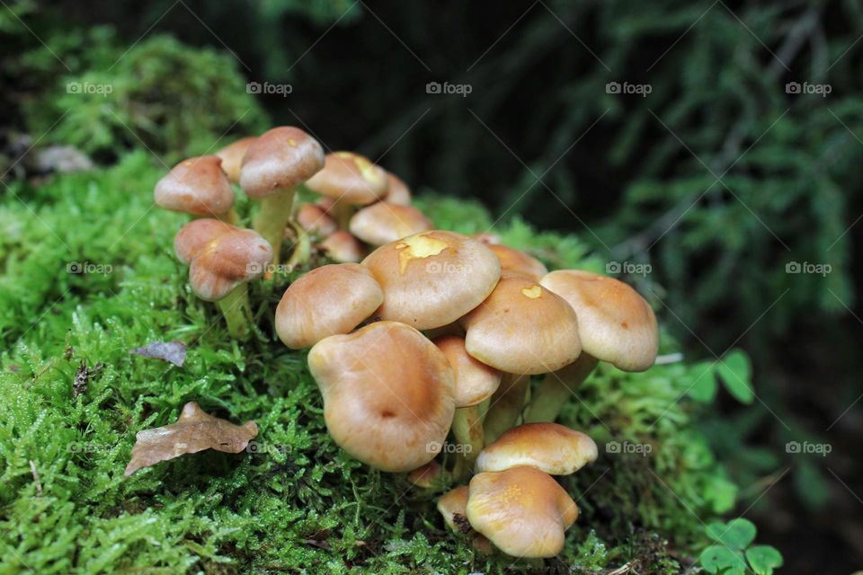 Small brown fungus growing on a tree bark in the middle of moss.