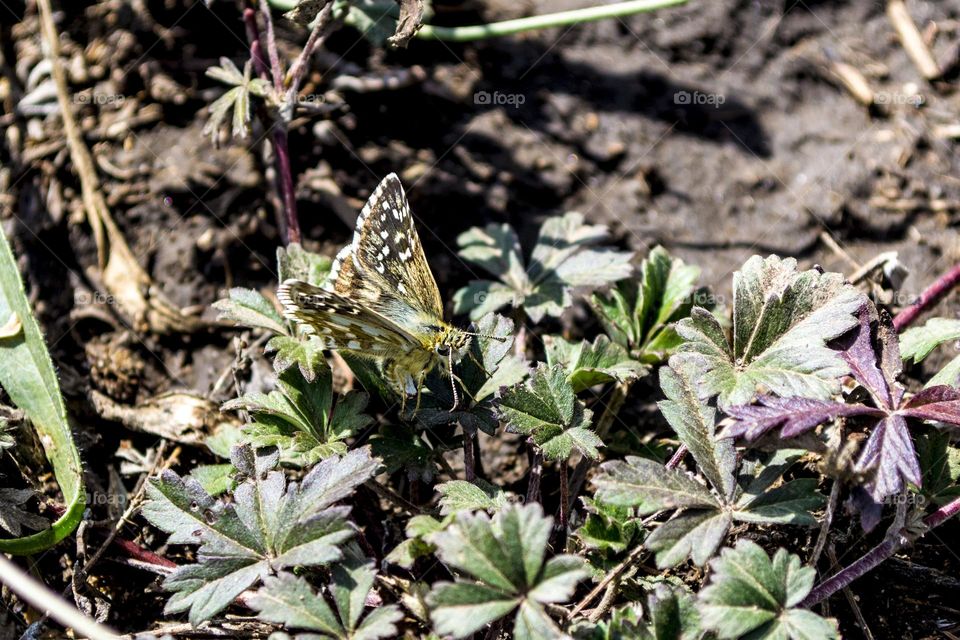 Butterfly on a September afternoon