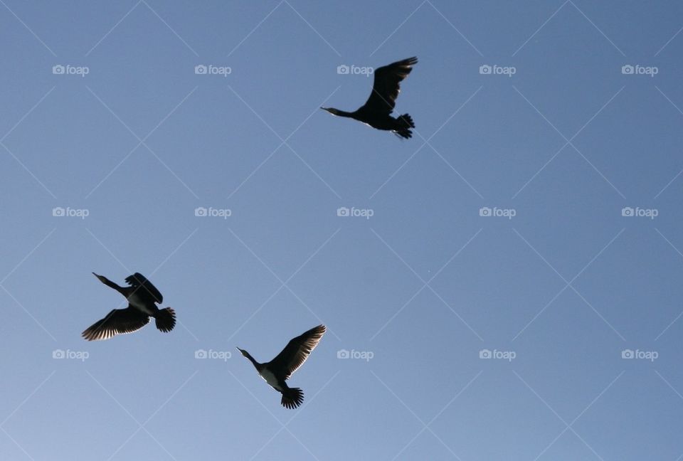Three birds in flight