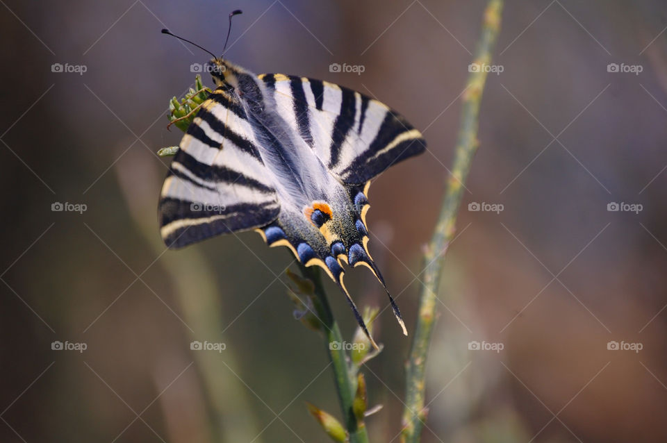 Clase-up of butterfly Iphiclides podalirius in nature during day 