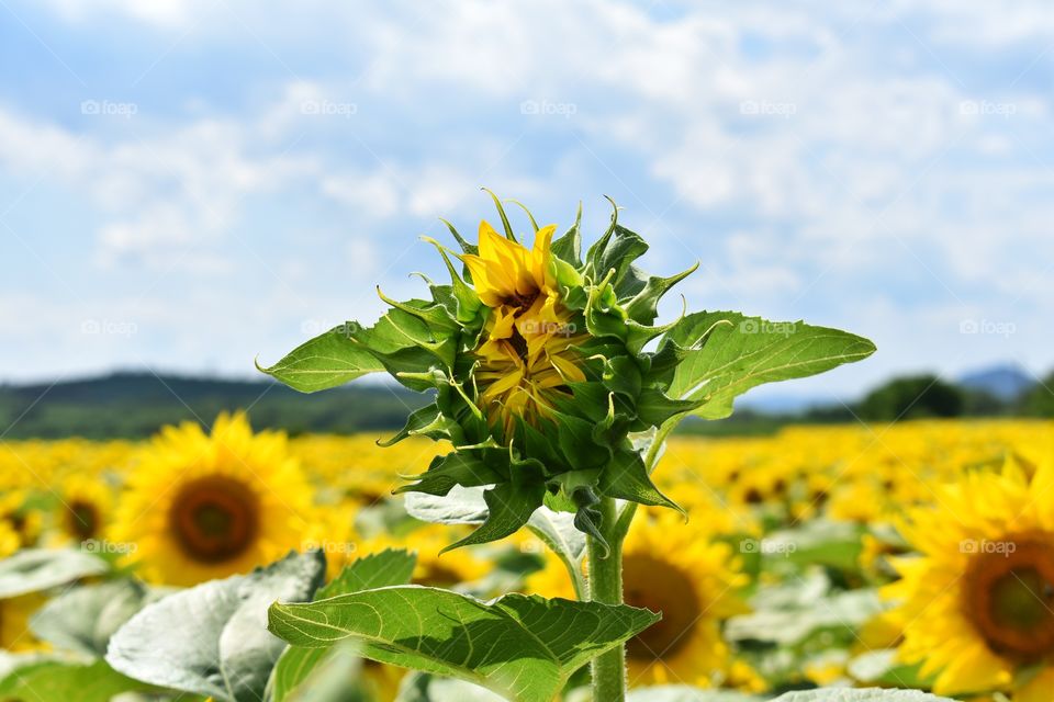 Sunflowers