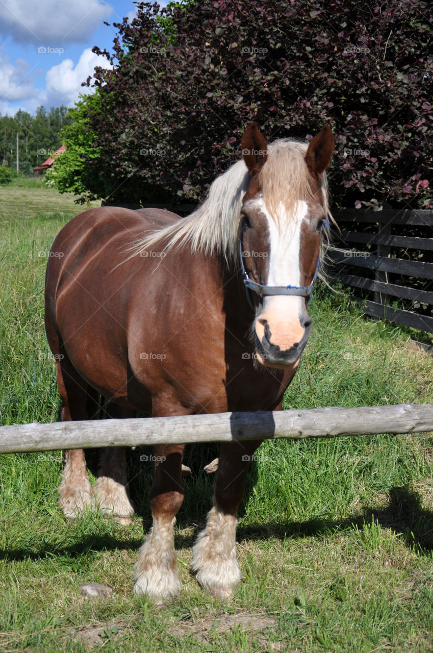 beautiful horse in polish countryside