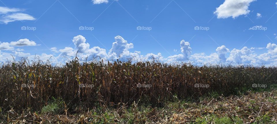 popcorn seeds forming field