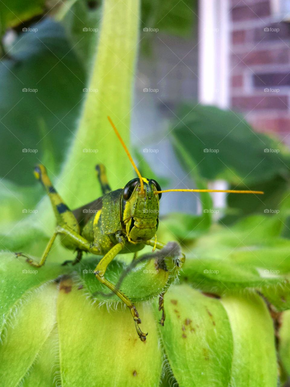 grasshopper face