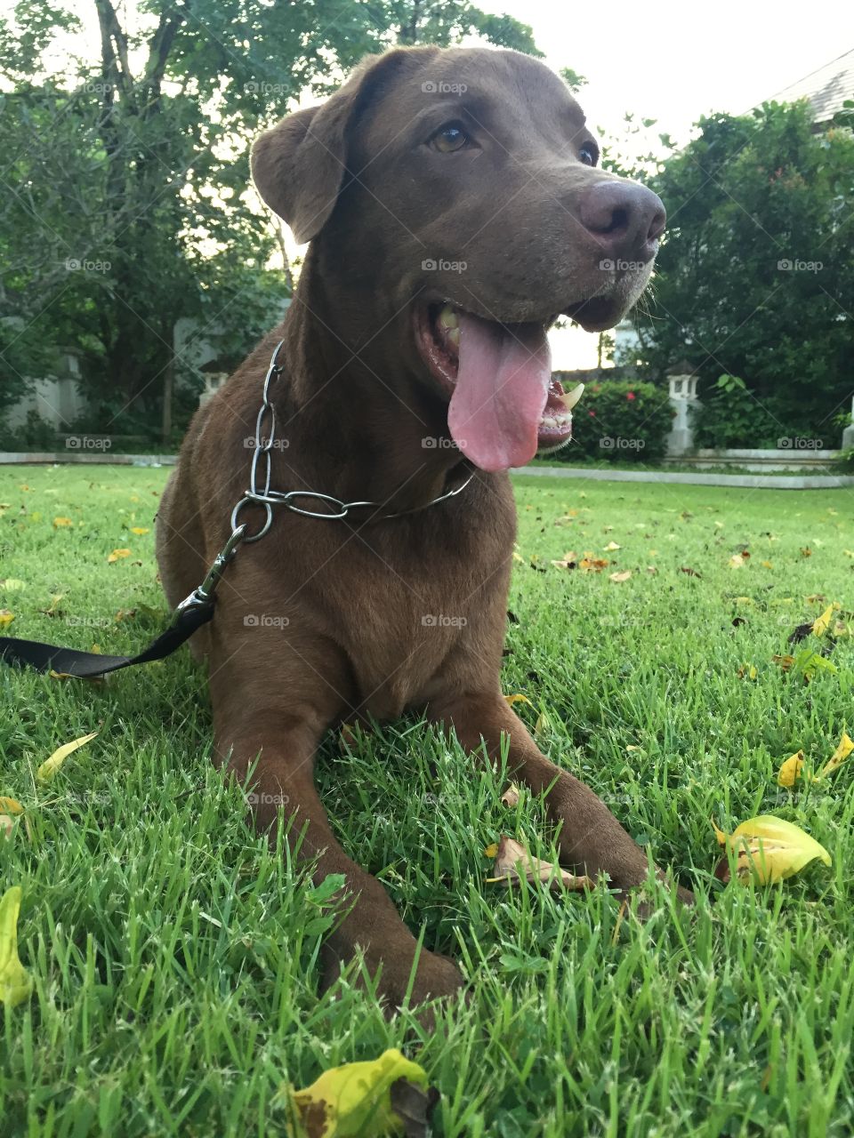 Happy dog smiling after a long walk