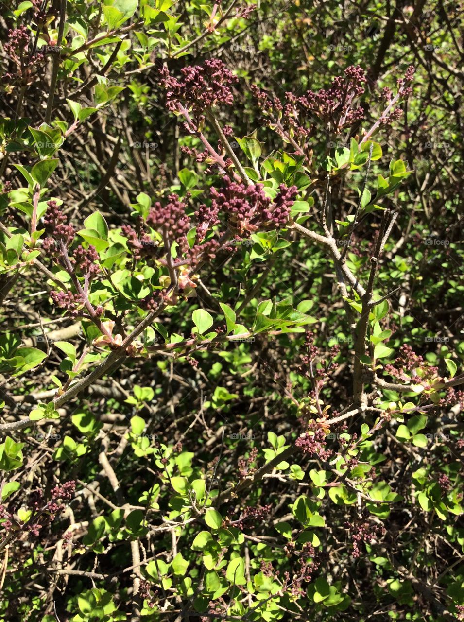 Tree, Flora, Branch, Flower, Leaf