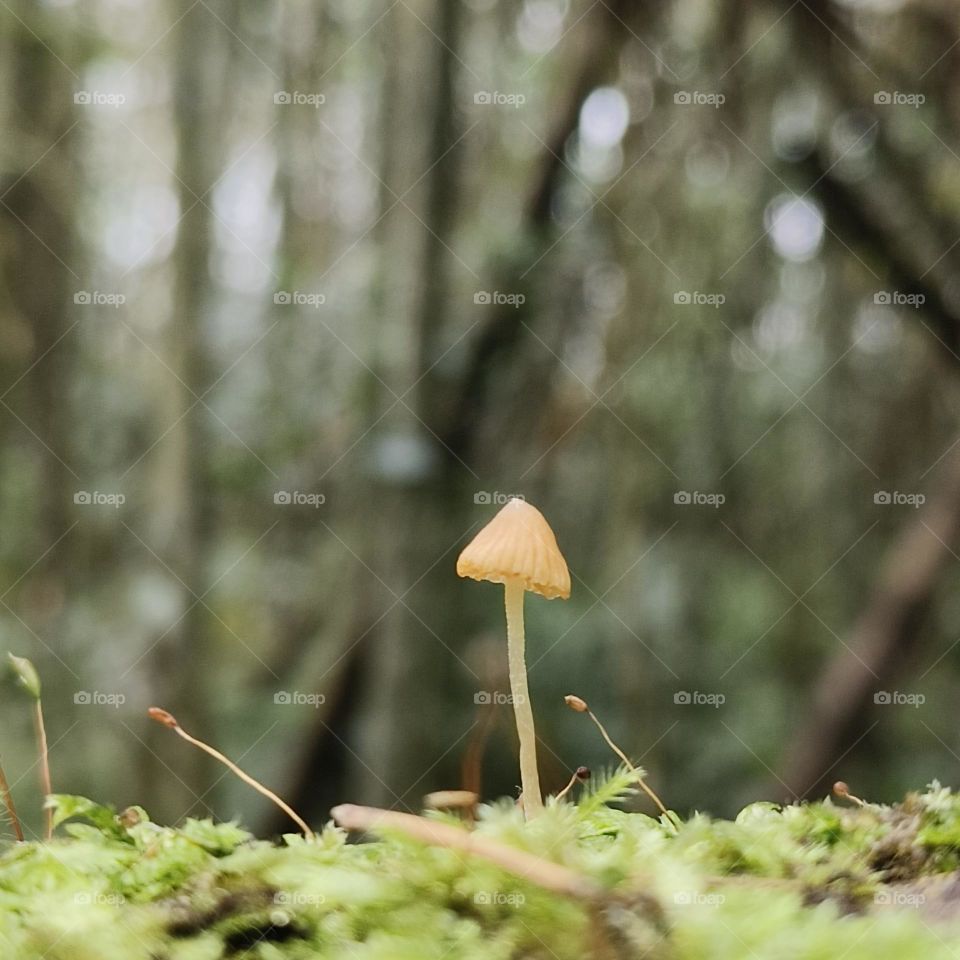 Elf Mushroom in the forest