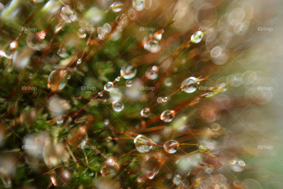 moss with rain drops