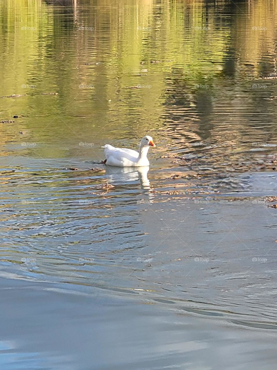 the duck in the lake