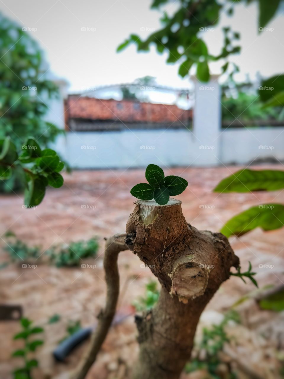 A bonsai tree being trimmed in front of a house in a portrait on November 12, 2020

￼
