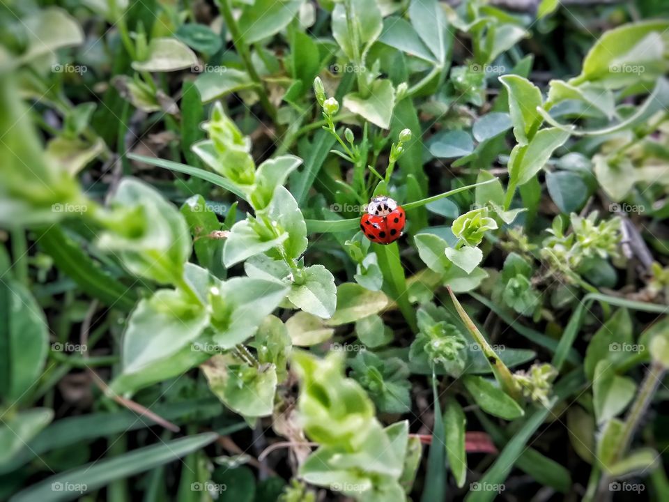 Bright Red Ladybug in a Green Field Closeup