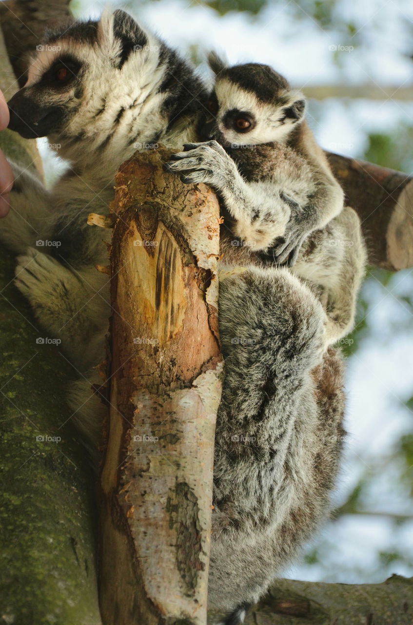 baby with mother