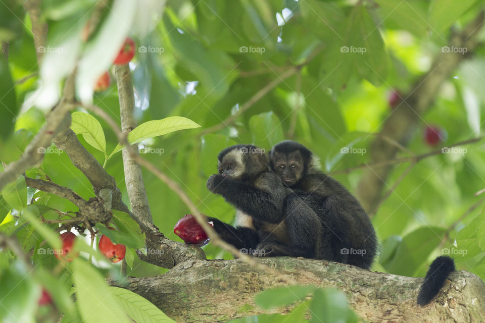 Animals in the wild - little monkey.